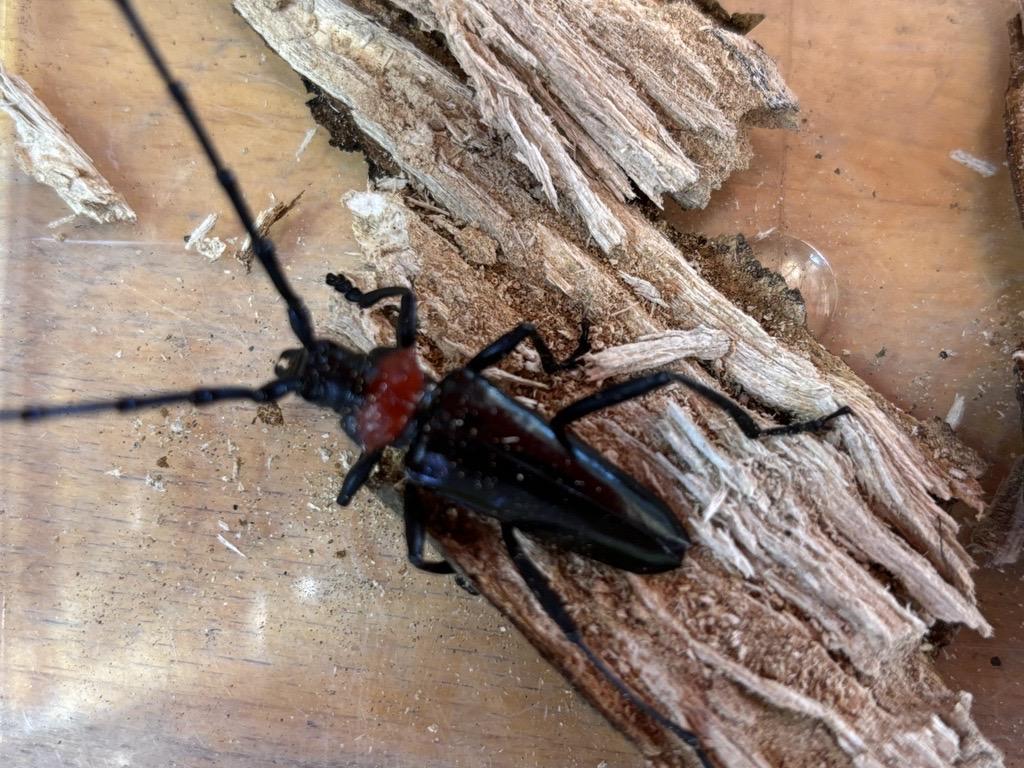 クビアカツヤカミキリ